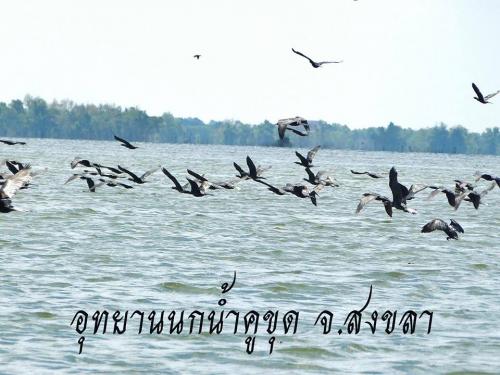 เขตห้ามล่าสัตว์ป่าทะเลสาบสงขลา (อุทยานนกน้ำคูขุด) NOK NAM KU KUD NATIONAL PARK